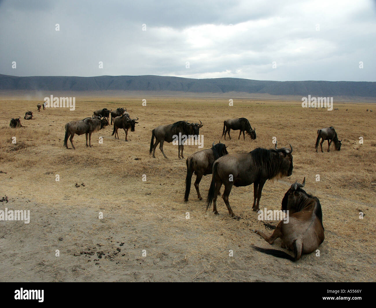 Ip Painet2572 tanzania wildebeast cratere di Ngorongoro parco nazionale 2003 paese nazione in via di sviluppo meno sviluppati dal punto di vista economico Foto Stock