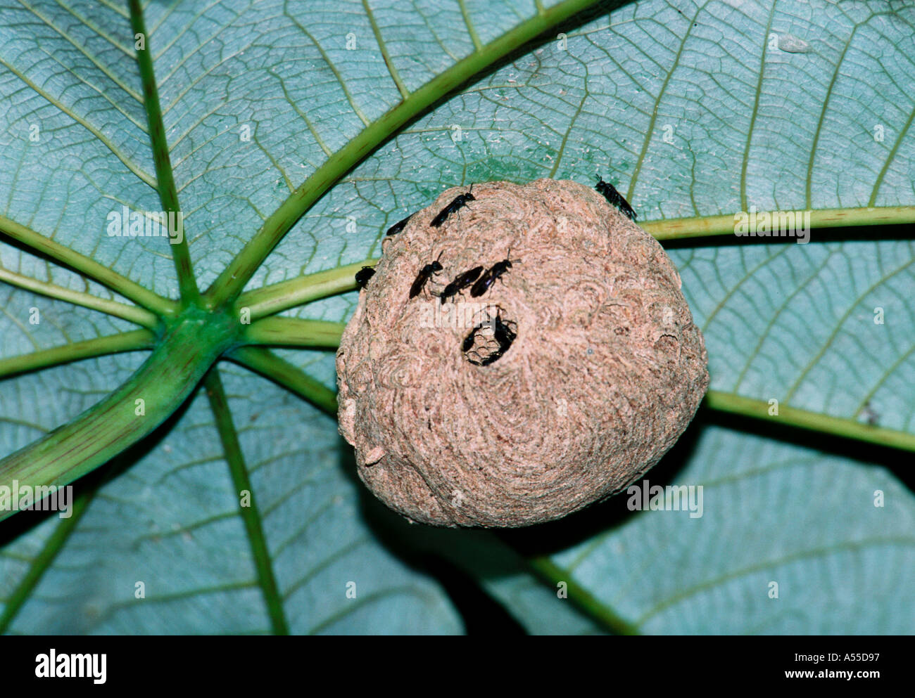 Nido di vespe, Parco Nazionale del Manu, Perù Foto Stock
