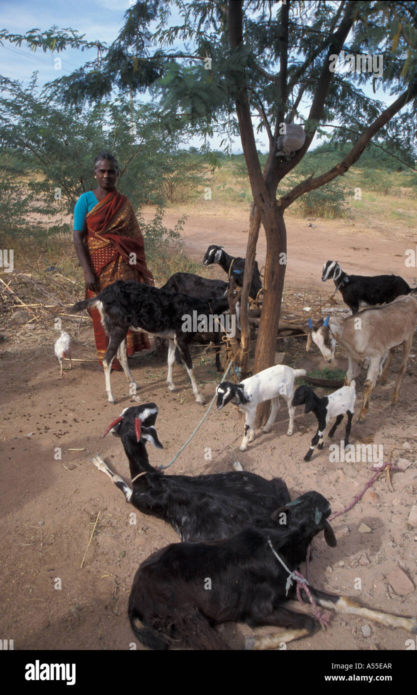 Painet ik0416 india rathinamal 40 goatrearer sungarampatty villaggio Tamil Nadu 2003 paese nazione in via di sviluppo dal punto di vista economico Foto Stock