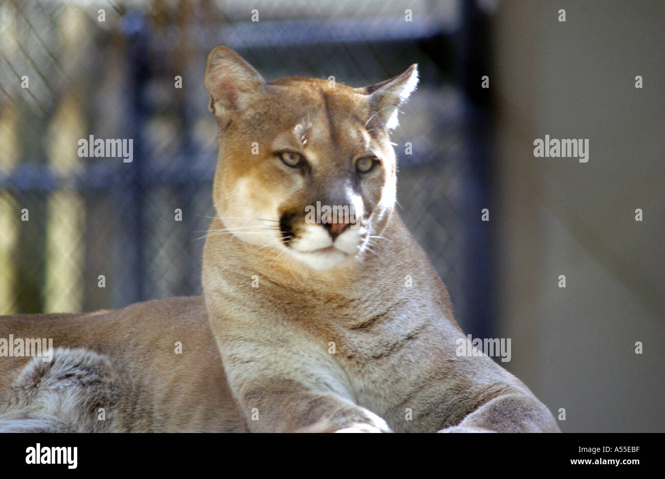 Florida Panther Cougar Foto Stock
