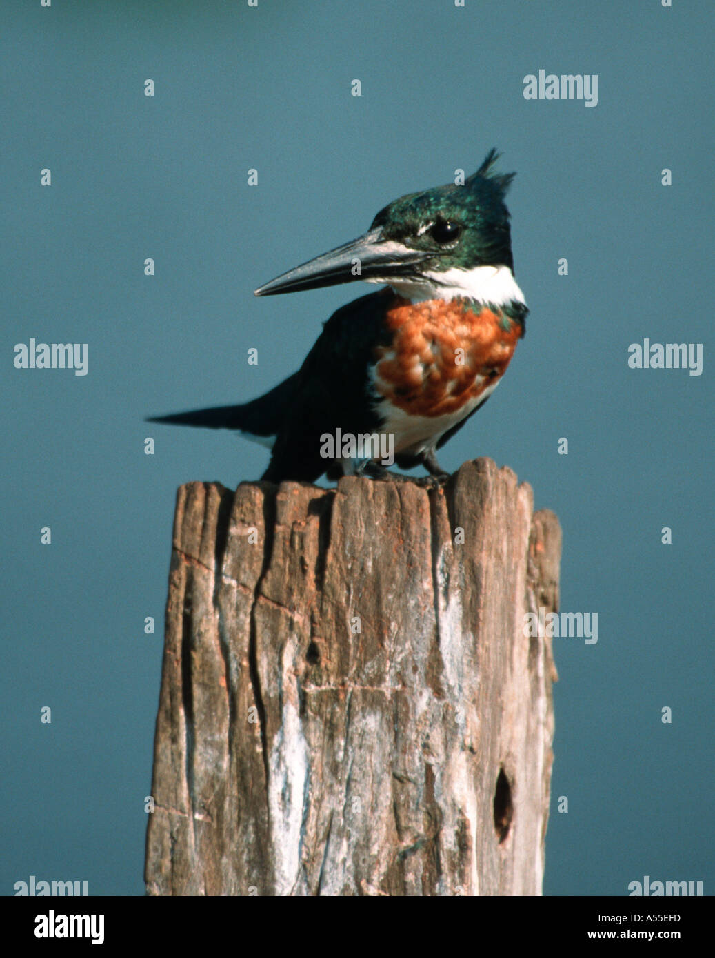 Green kingfisher Chloroceryle americana Martim pescador pequeno Pantanal del nord del Brasile Foto Stock