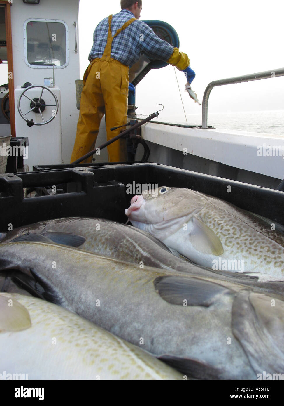 Pescatore a bordo pesca in barca per il merluzzo bianco, con merluzzo in casse di pesce, pesca in acque britanniche, Mare del Nord Foto Stock