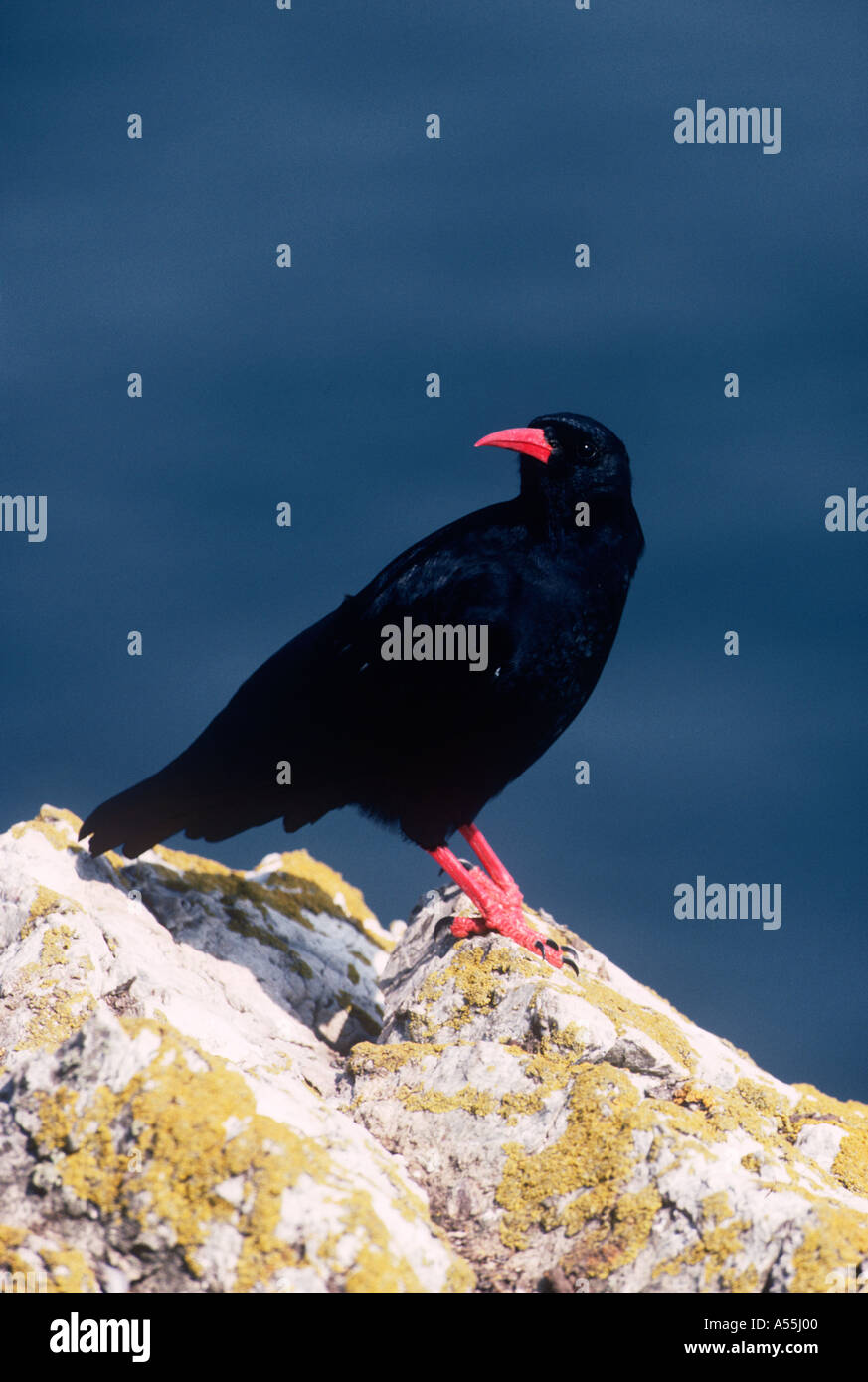 Chough uccelli del mondo naturale in Galles Foto Stock