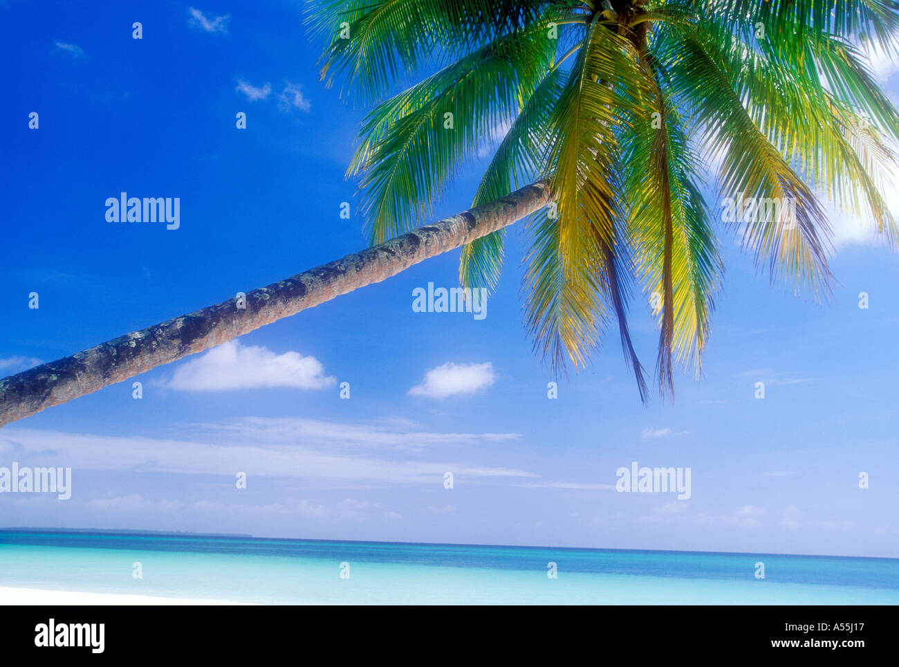 Palm Tree sulla spiaggia di sabbia bianca nel Maluku Indonesia Foto Stock