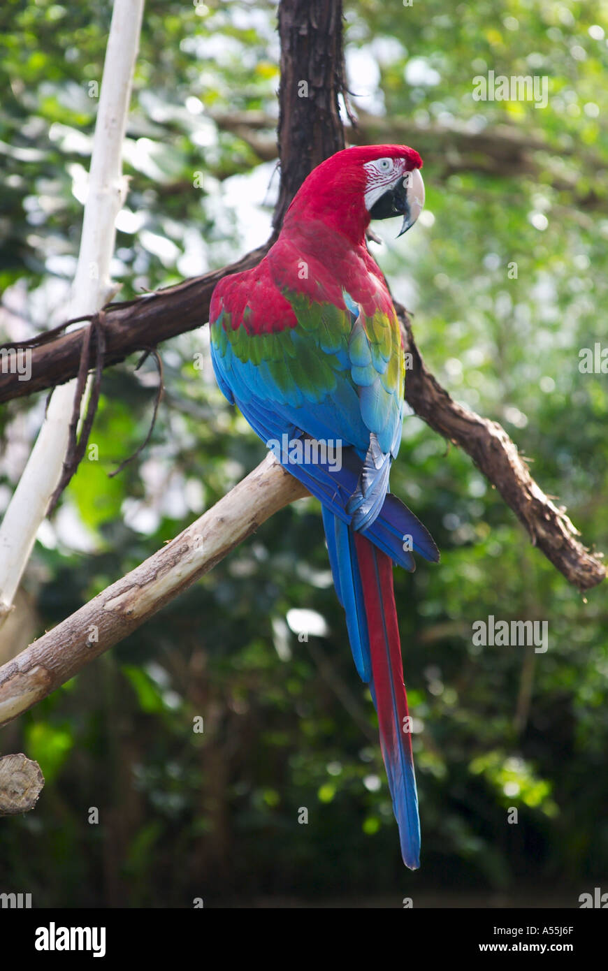 Macaw Bird Foto Stock