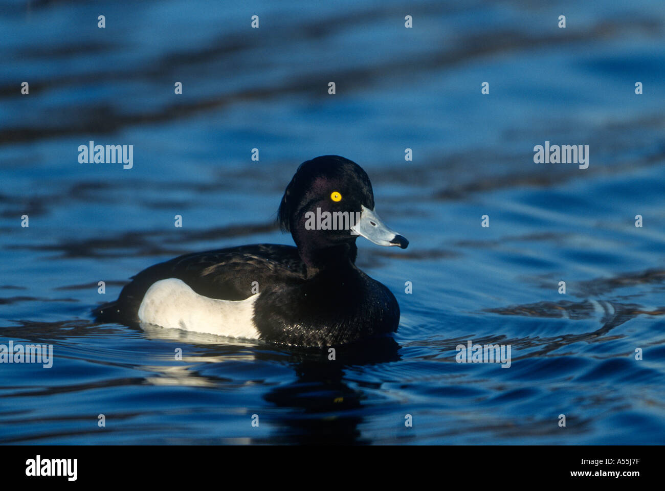 Moretta Drake uccelli del mondo naturale ambiente Galles Foto Stock