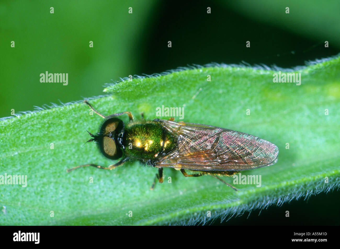 Soldier-fly, Chloromyia formosa. Sulla foglia. Vista superiore Foto Stock