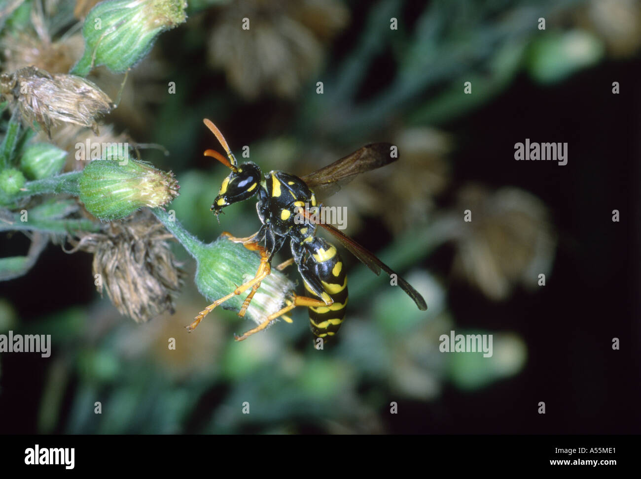 Carta Wasp, Polistes gallicus. Il fiore Foto Stock