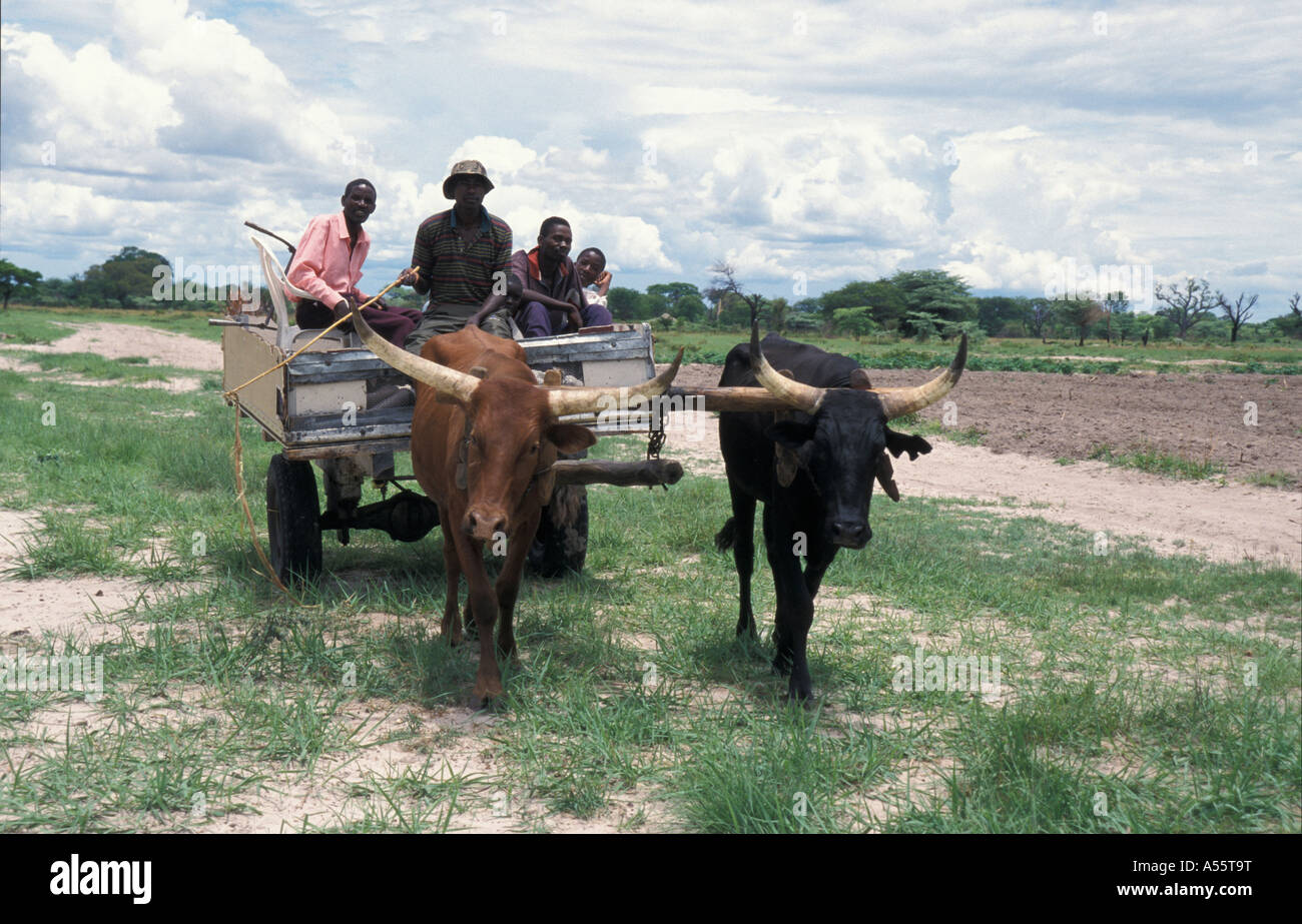 È Painet1728 zambia ox carrello buoi trasporti paese shangombo nazione in via di sviluppo meno sviluppati economicamente emergenti della cultura Foto Stock