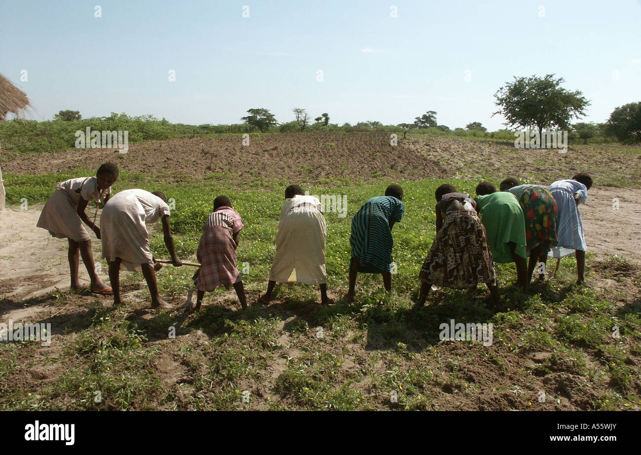 È Painet1793 zambia ragazze zappando hoe campo insieme kaunga mashi shangombo area distrettuale ha sofferto gravi siccità cibo Foto Stock