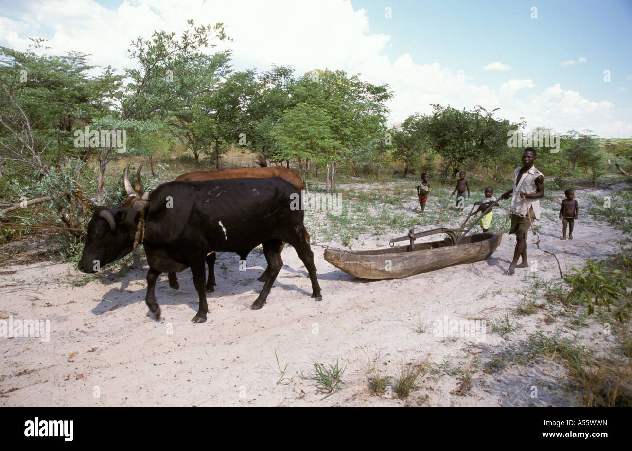 È Painet1803 zambia buoi tirando canoa sabbia mezzi remoti di trasporto colpiti dalla siccità zona quartiere di shangombo paese Foto Stock
