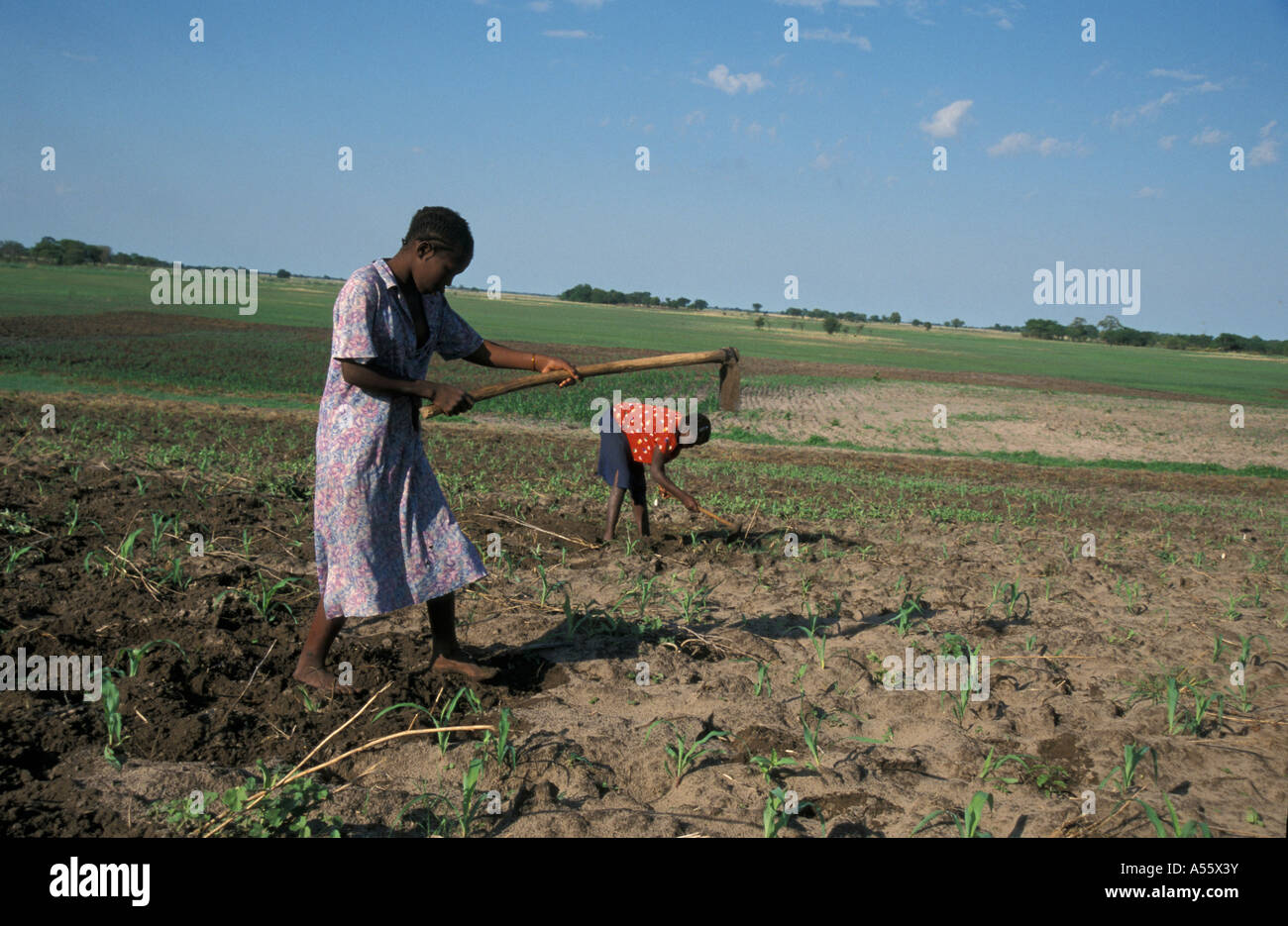 È Painet1818 zambia ragazze campo di coltivazione del granturco kaunga mashi shangombo area distrettuale ha sofferto gravi siccità cibo Foto Stock