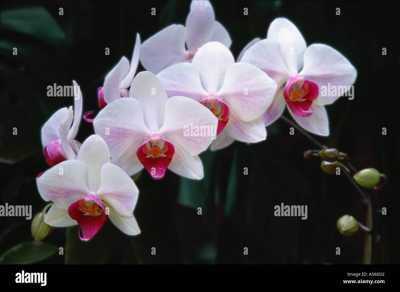 Phalaenopsis Orcidaceae Foto Stock