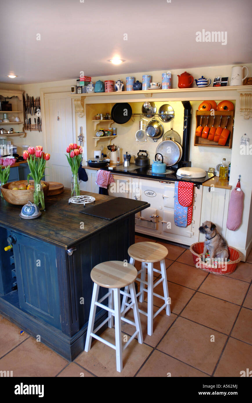 Un paese cucina con isola centrale e BORDER TERRIER accanto all'AGA Foto Stock Un paese cucina con isola centrale e BORDER TERRIER accanto all'AGA Foto Stock