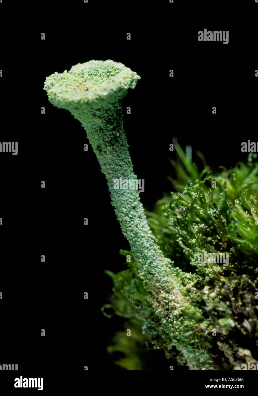 Pixie Cup Lichen Cladonia fimbriata, fortemente ingrandita. Kent England Regno Unito. Foto Stock