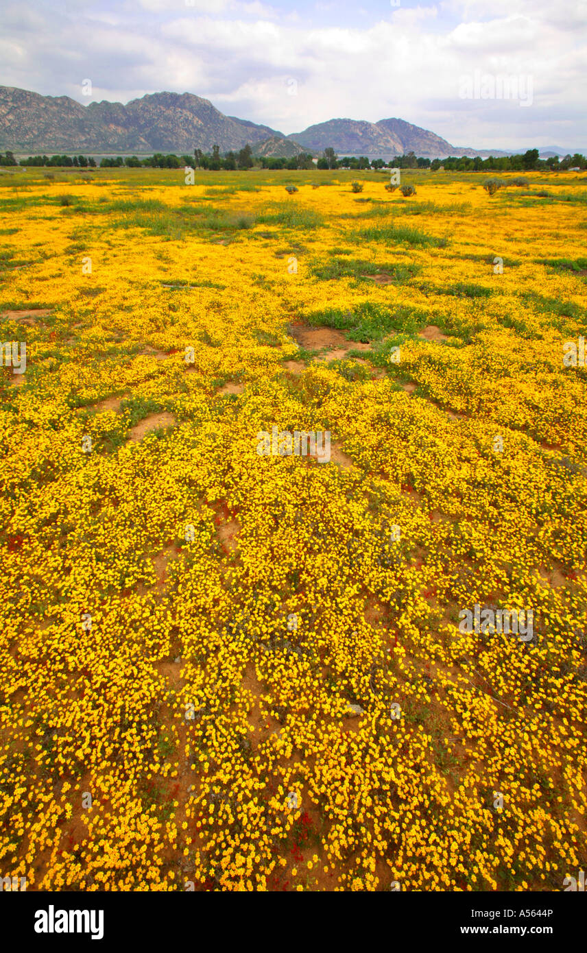 Fiori Selvatici al Lago Perris membro Recreation Area Perris Riverside County in California negli Stati Uniti Foto Stock