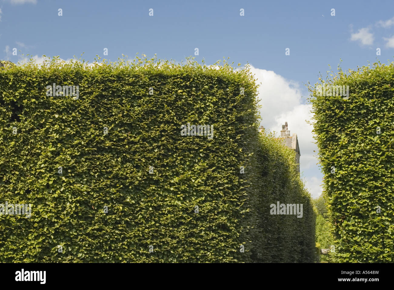 Tall Hedge a Levens Hall Giardino Topiaria da Lake District REGNO UNITO Inghilterra Foto Stock