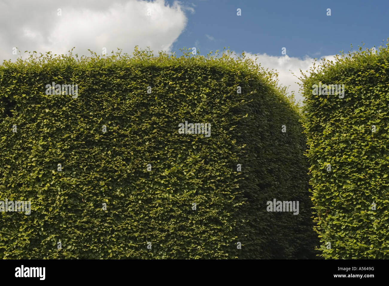 Tall Hedge a Levens Hall Giardino Topiaria da Lake District REGNO UNITO Inghilterra Foto Stock