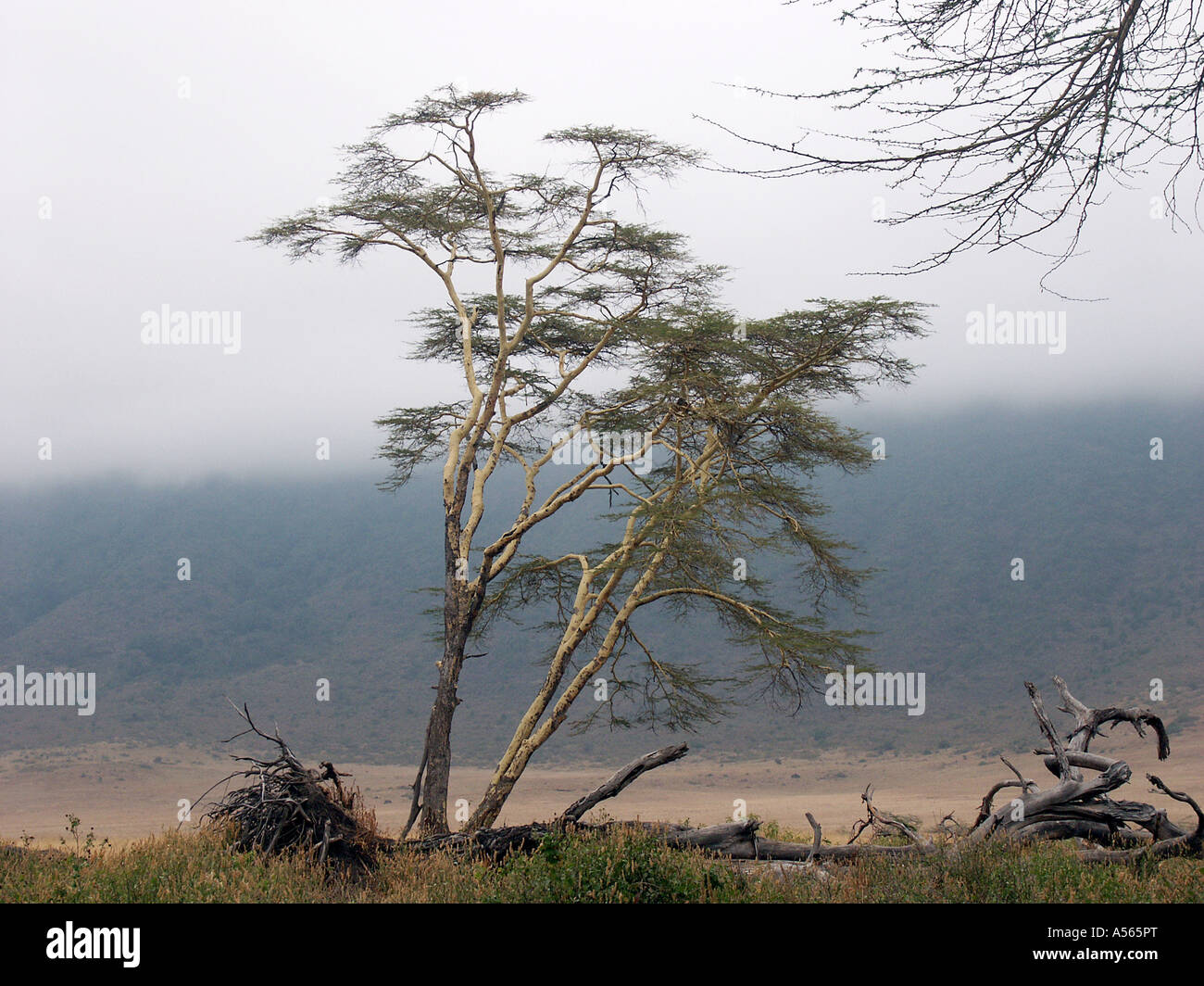 Painet iy7608 tanzania ngorongoro parco nazionale paese nazione in via di sviluppo meno sviluppati economicamente emergenti della cultura Foto Stock