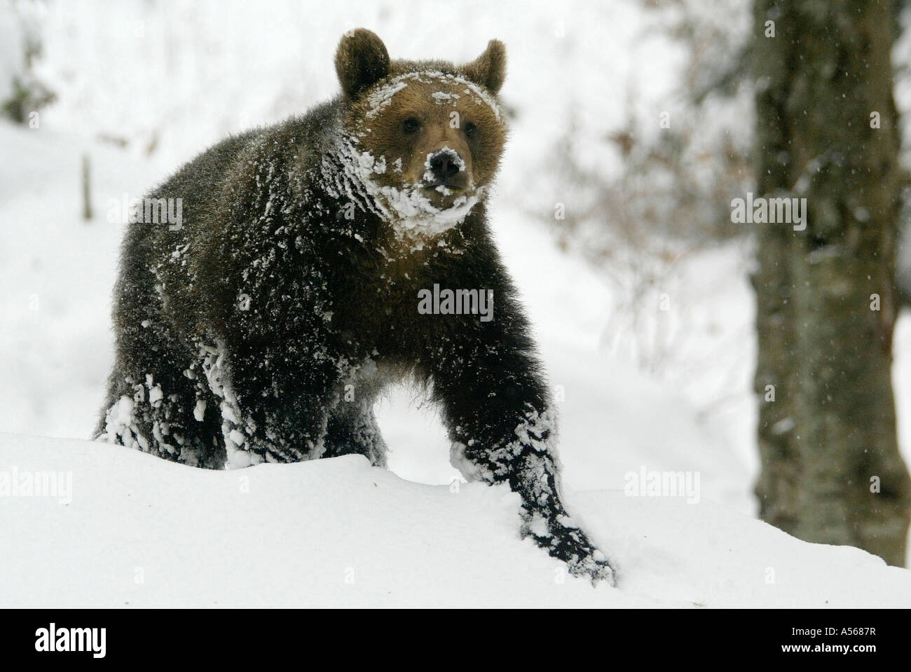 Unione orso bruno Europaeischer Braunbaer Foto Stock