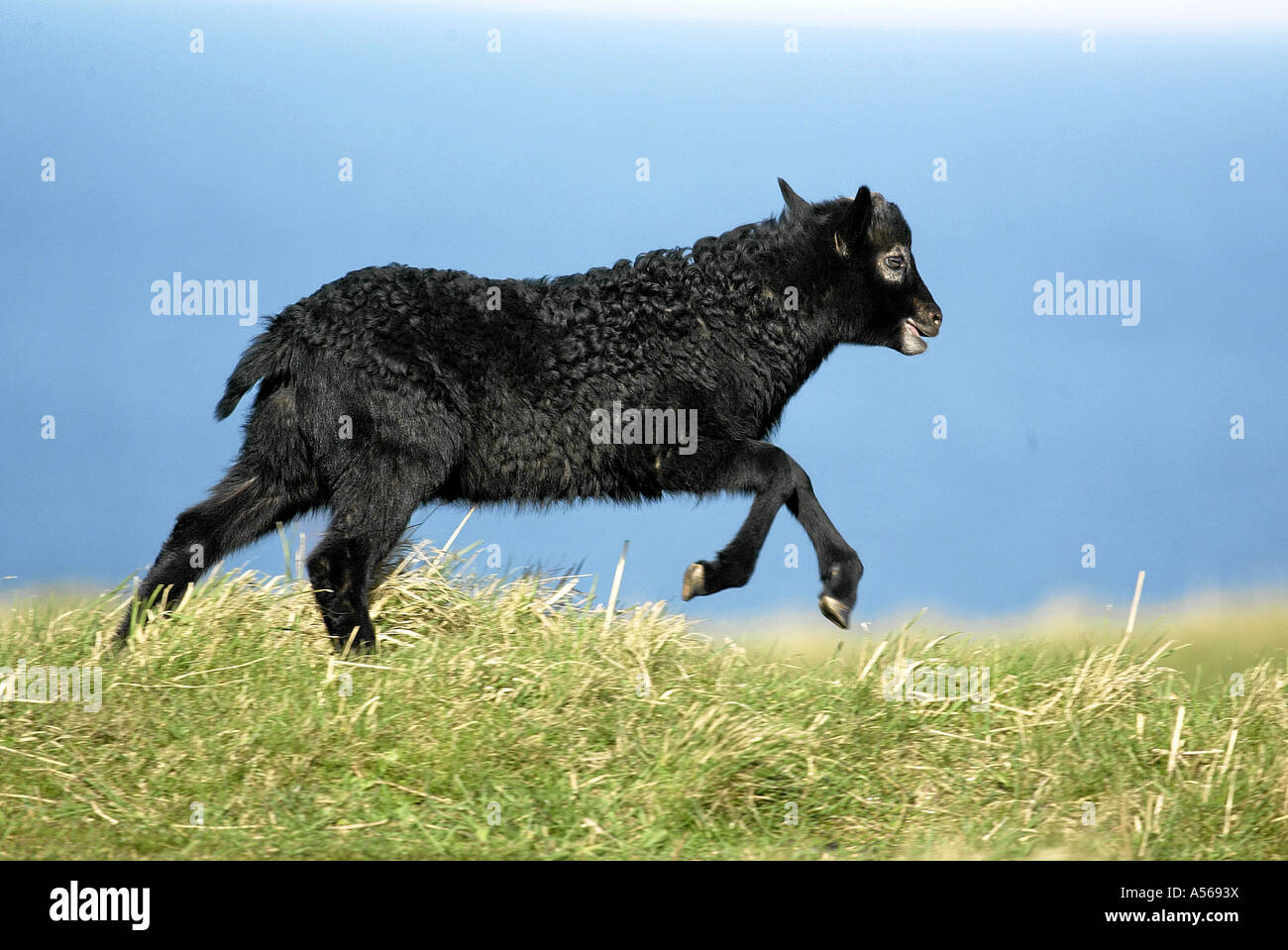 Heidschnucke Foto Stock