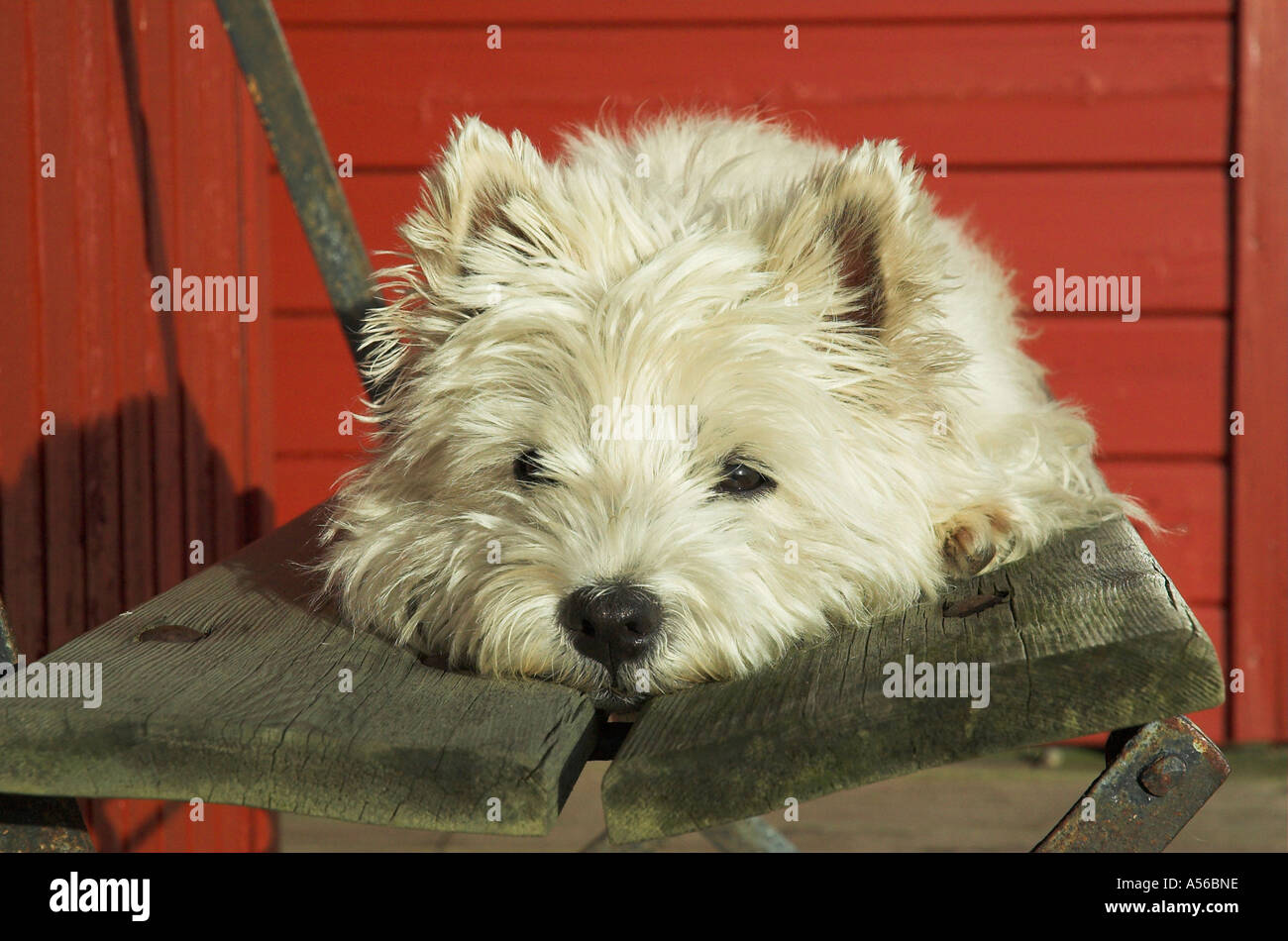 West Highland White Terrier giacente pigro su un vecchio banco Foto Stock