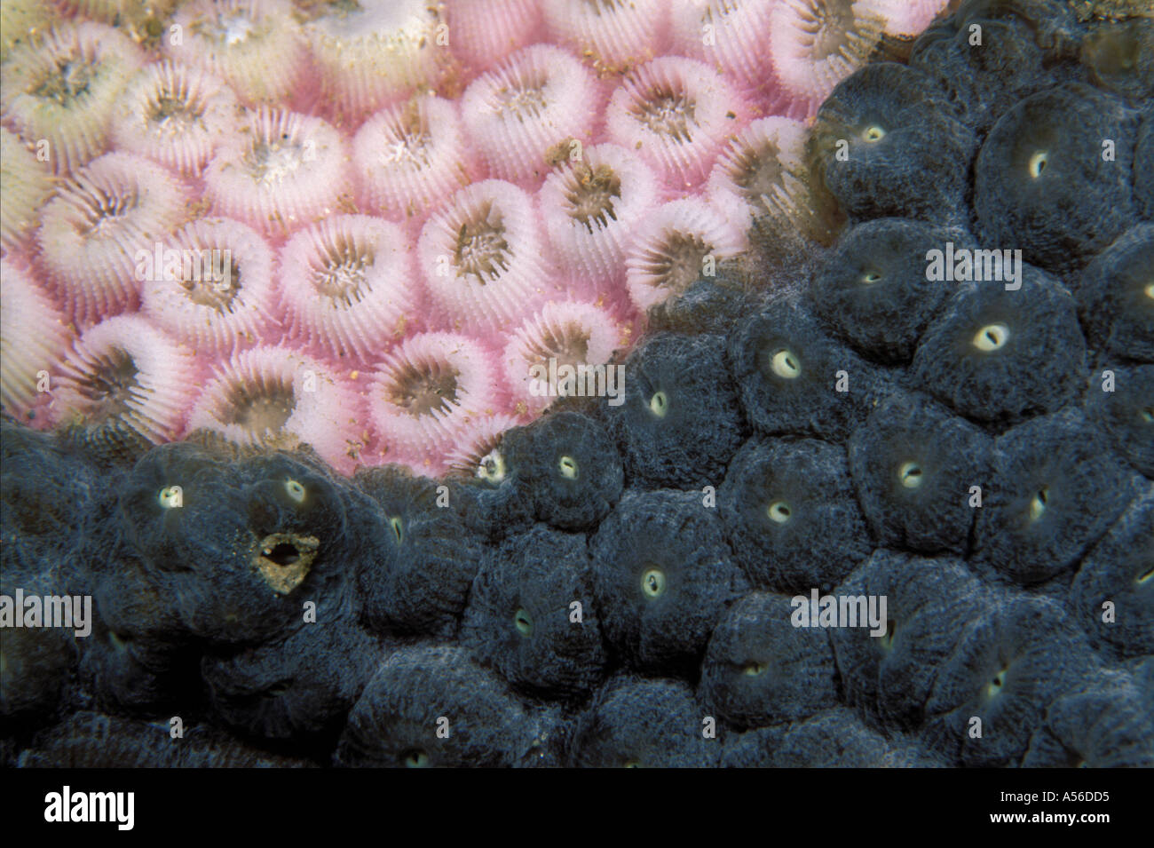 Grande malato stelle Coral Montastrea cavernosa Foto Stock