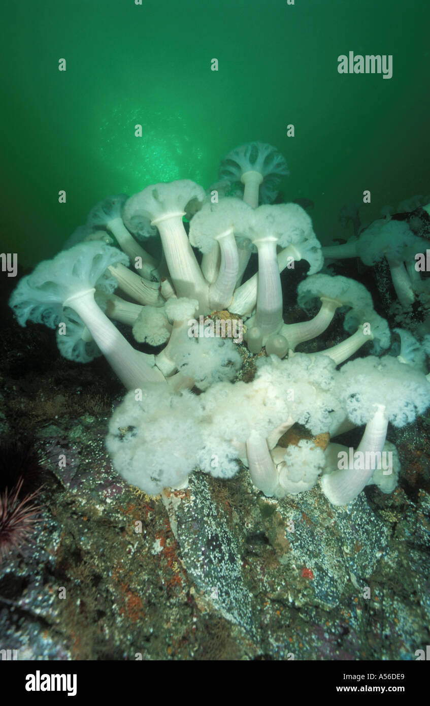 Gigante anemoni Plumose Metridium giganteum Foto Stock