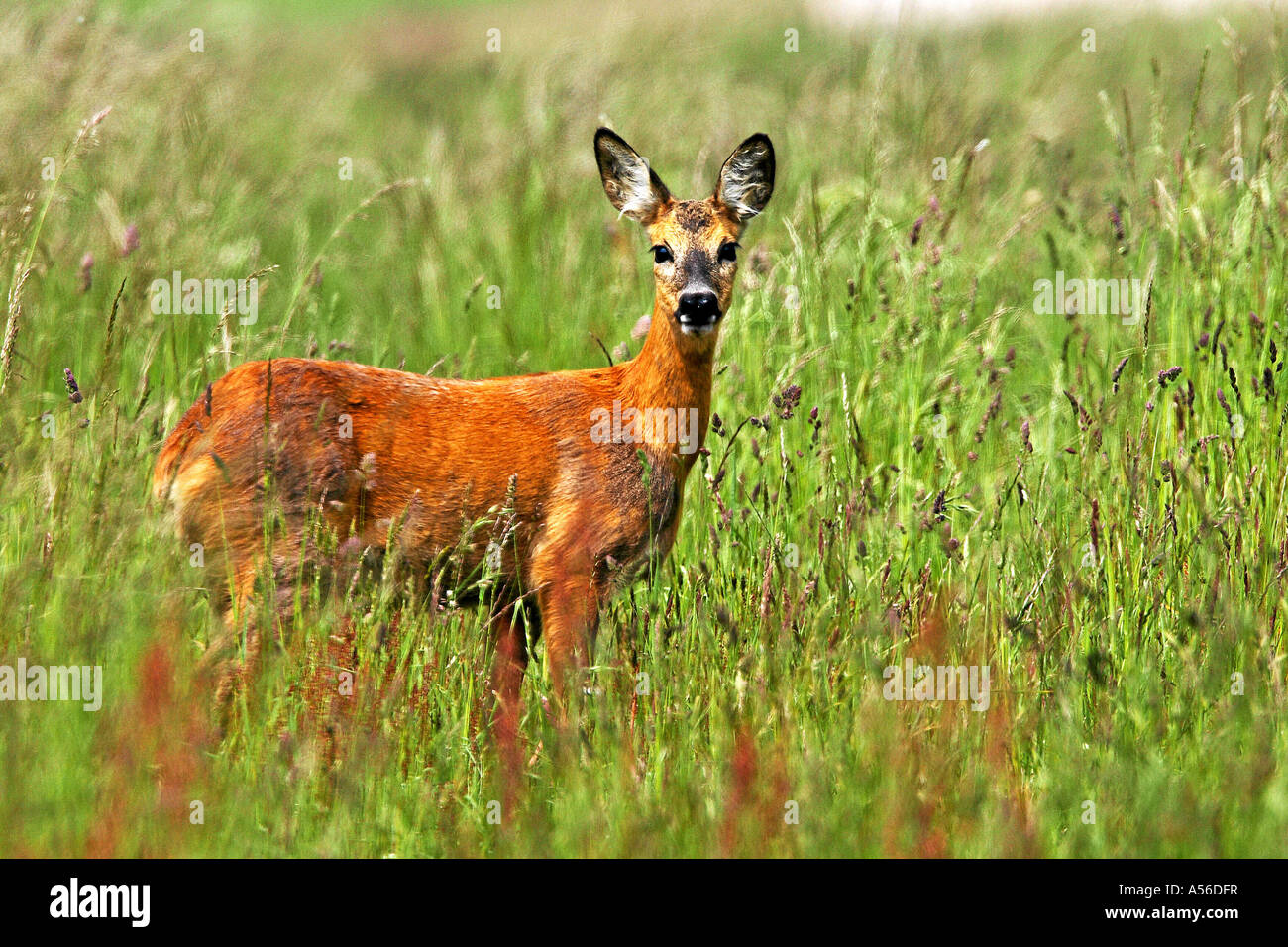 Reh lat Capreolus capreolus Foto Stock