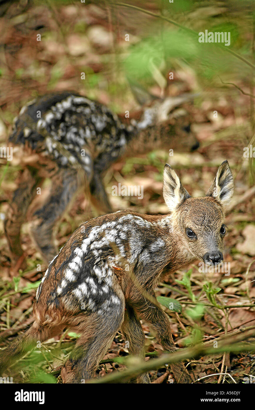 Il Roe Deer Fawn Rehkitze Europa Germania Foto Stock