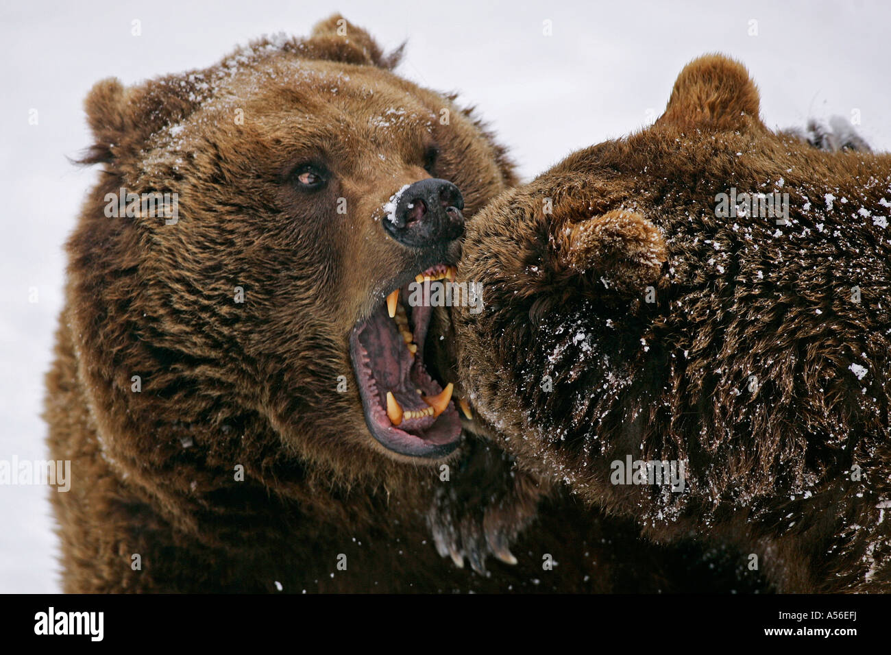 Braunbär Ursus arctos Gehege Zoo Bad Mergentheim Baden Württemberg Foto Stock