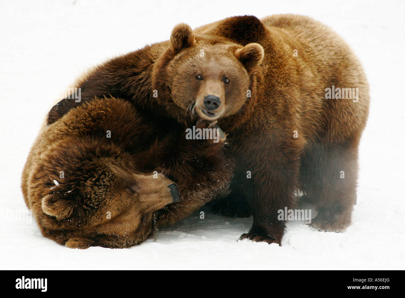 Braunbär Ursus arctos Gehege Zoo Bad Mergentheim Baden Württemberg Foto Stock