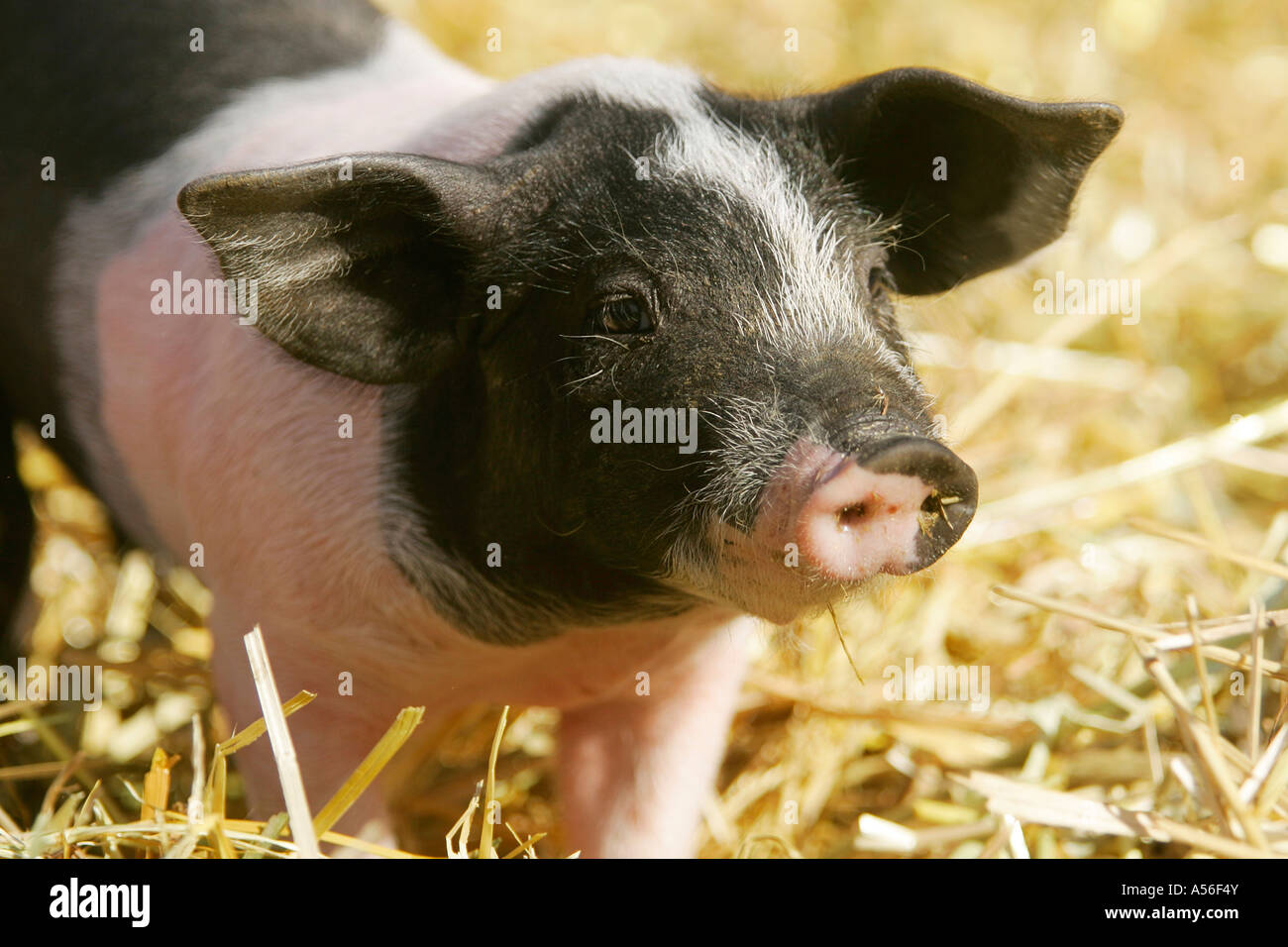 Hallisches Schwein Ferkel Foto Stock