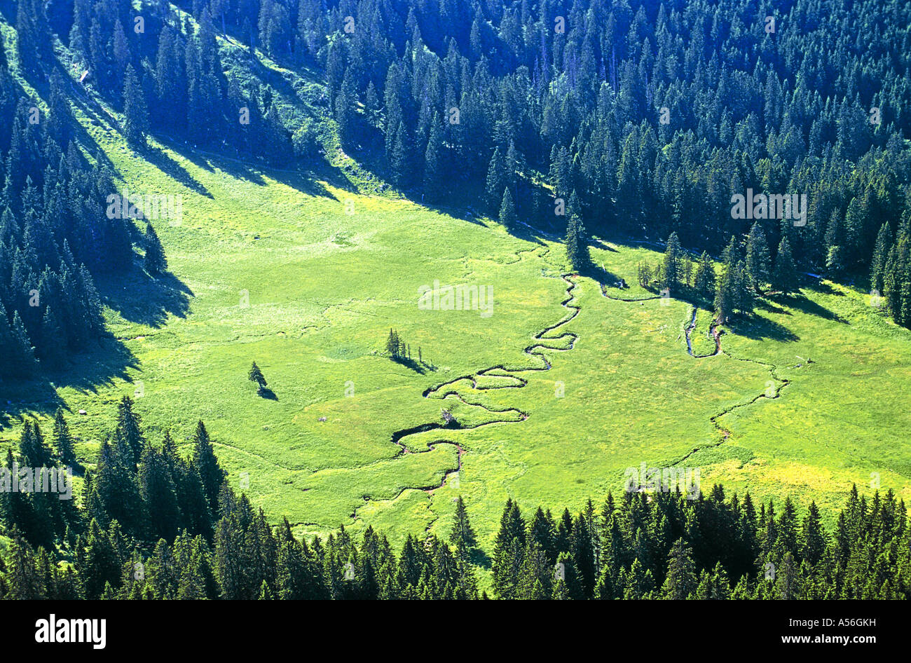 Wiese Nagelfluhkette Allgaeuer Alpen Deutschland Foto Stock