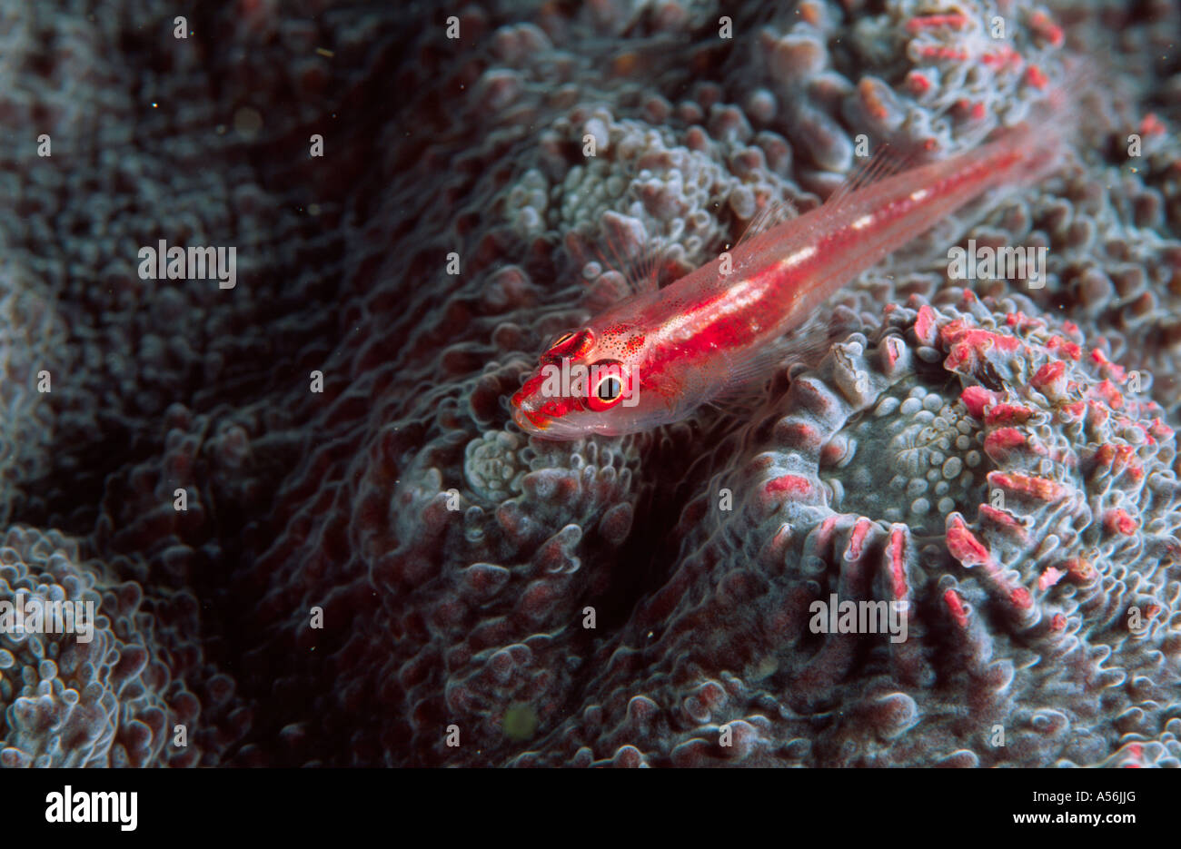 Grundel auf Steinkoralle Area Muscat Oman Asien Unterwaterworld Immersioni Foto Stock