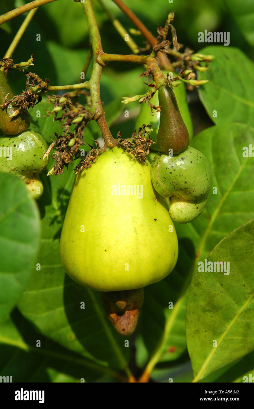Frutti di anacardi tree excelsum occidentale L. Foto Stock