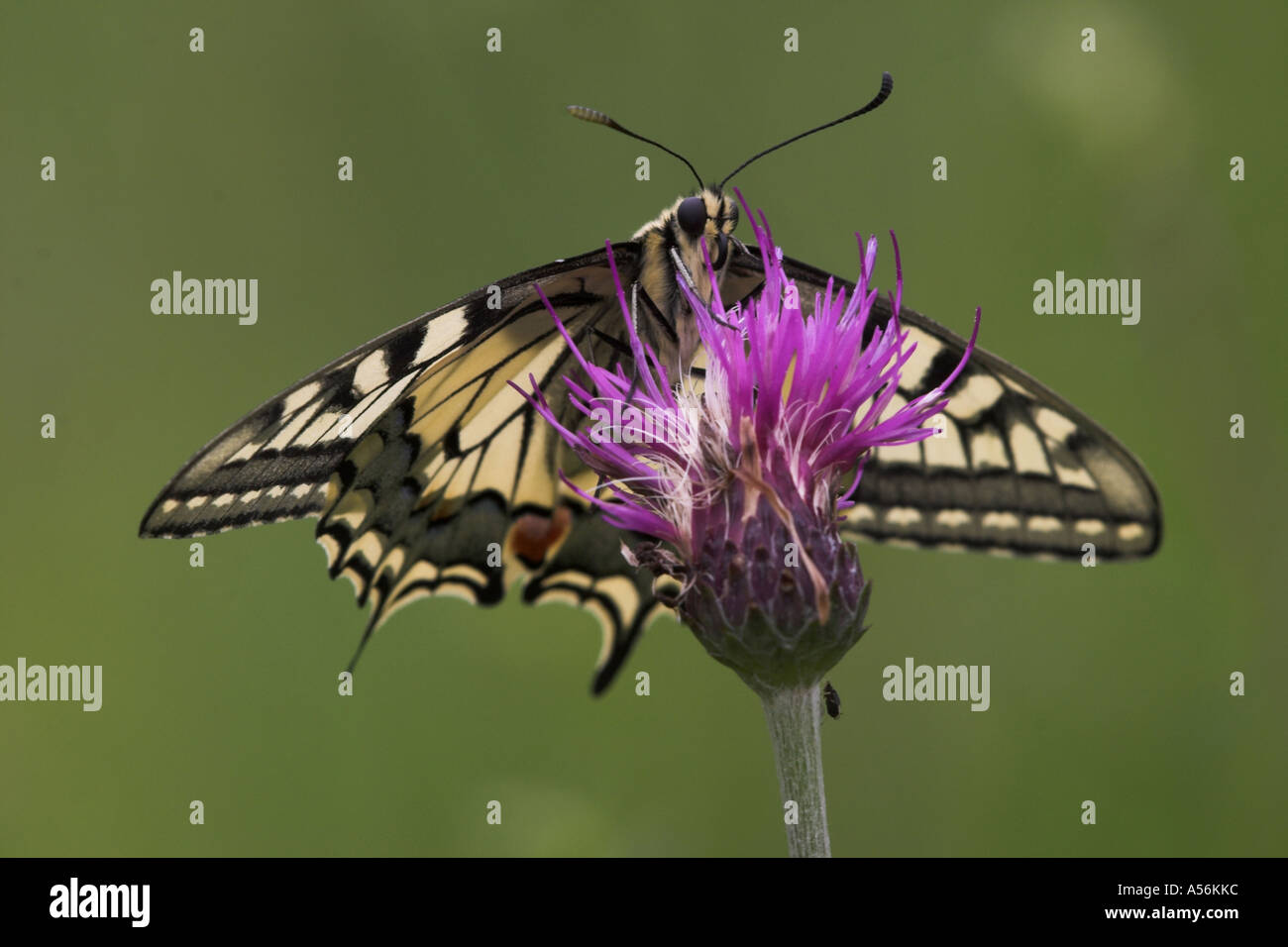 Coda di rondine (papilio machaon), una delle più belle farfalle, molto piccole profondità di campo Foto Stock