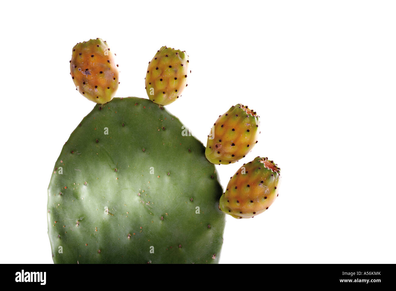 Il Cactus Opuntia ficus-indica, close-up Foto Stock
