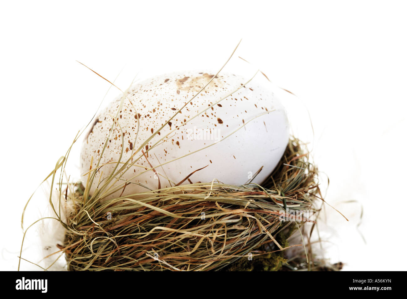 Uovo nel nido, close-up Foto Stock