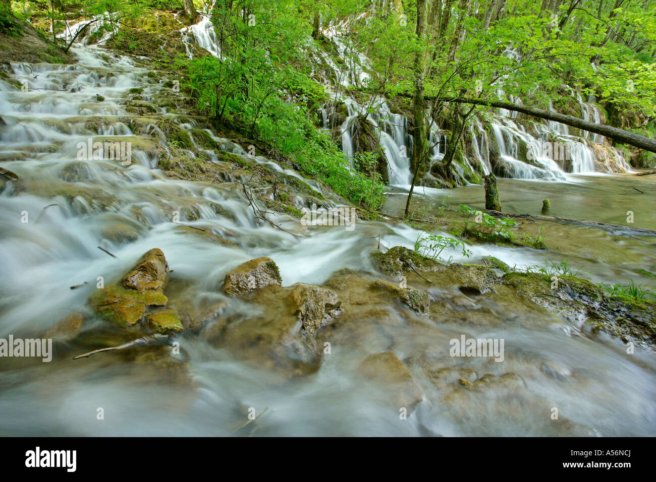 Cascate di acqua attraverso la foresta presso i laghi superiori il Parco Nazionale dei Laghi di Plitvice in Croazia Foto Stock