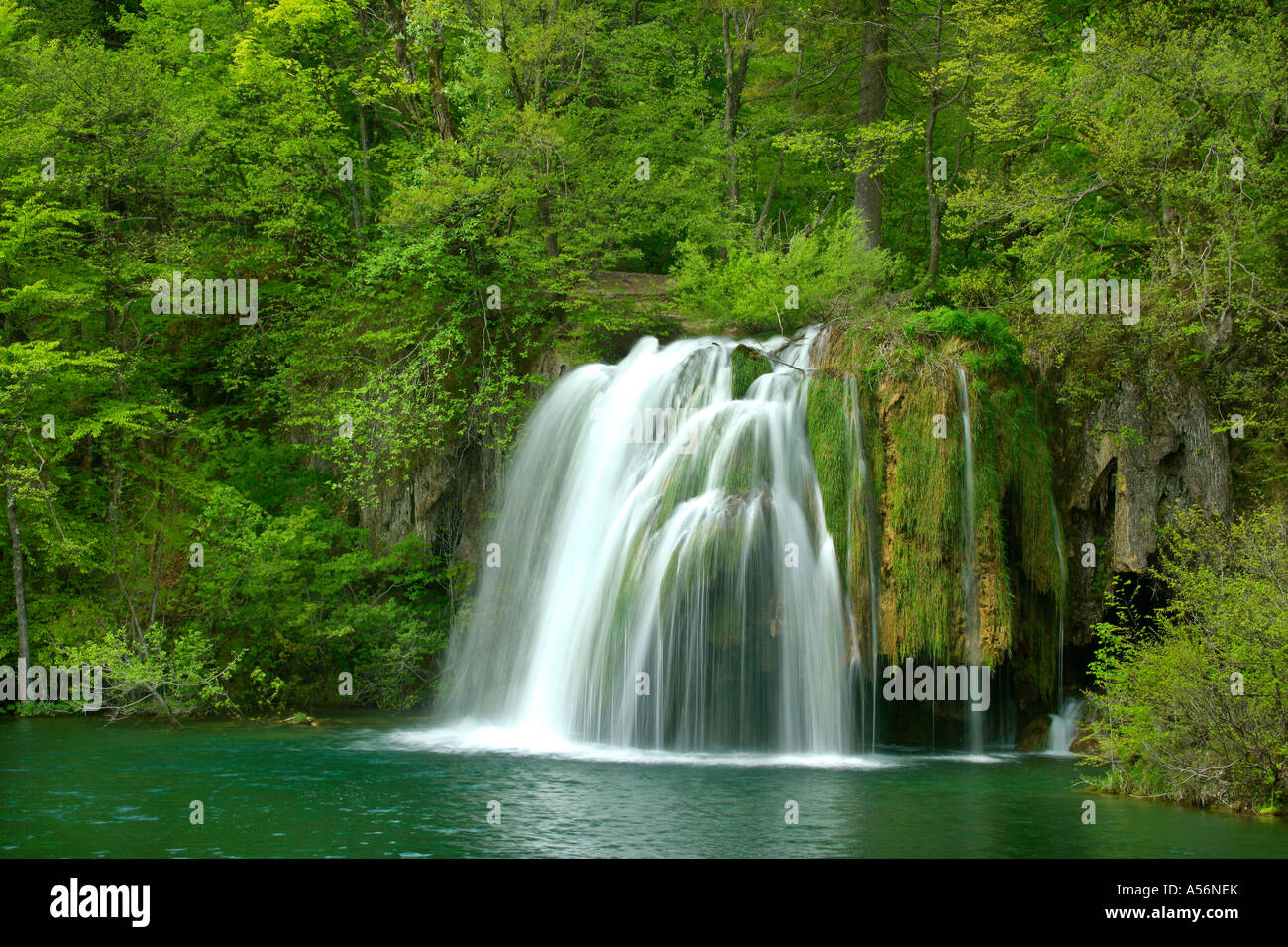 Plitvicer visto Kroatien cascata presso i laghi superiori il Parco Nazionale dei Laghi di Plitvice in Croazia Foto Stock