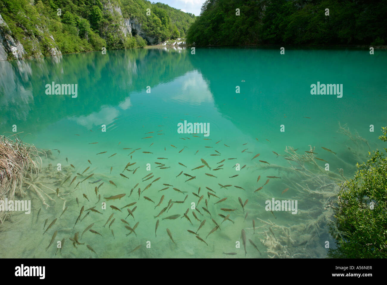 Plitvicer visto Kroatien pesce in uno dei 'turqoise' laghi colorati del Parco Nazionale dei Laghi di Plitvice in Croazia Foto Stock