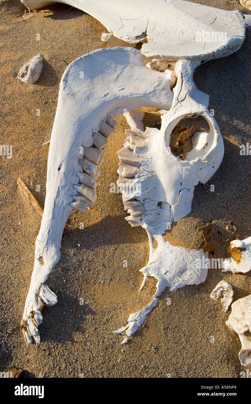 Morto il cammello nel deserto Foto Stock