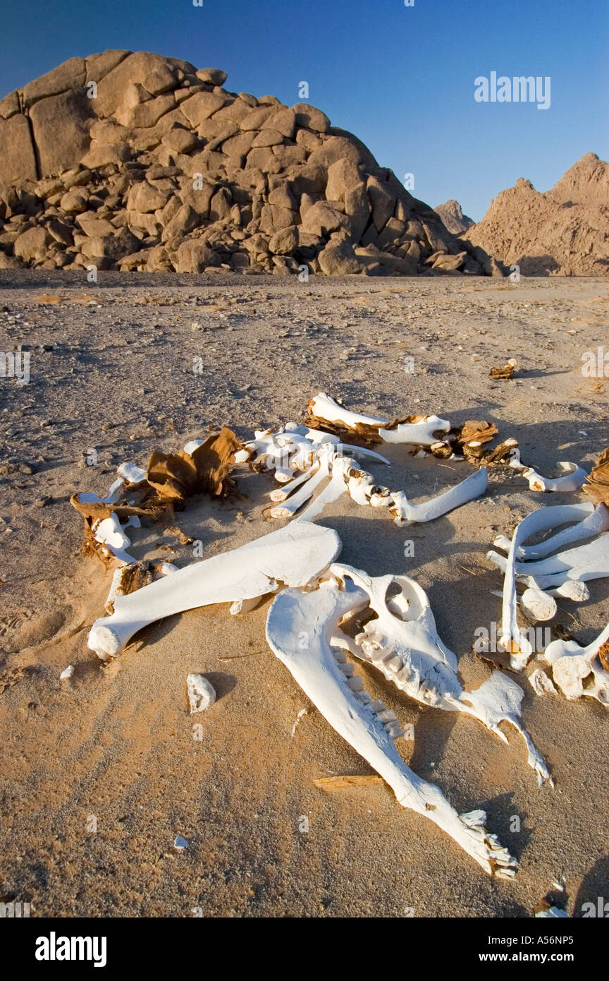 Morto il cammello nel deserto Foto Stock