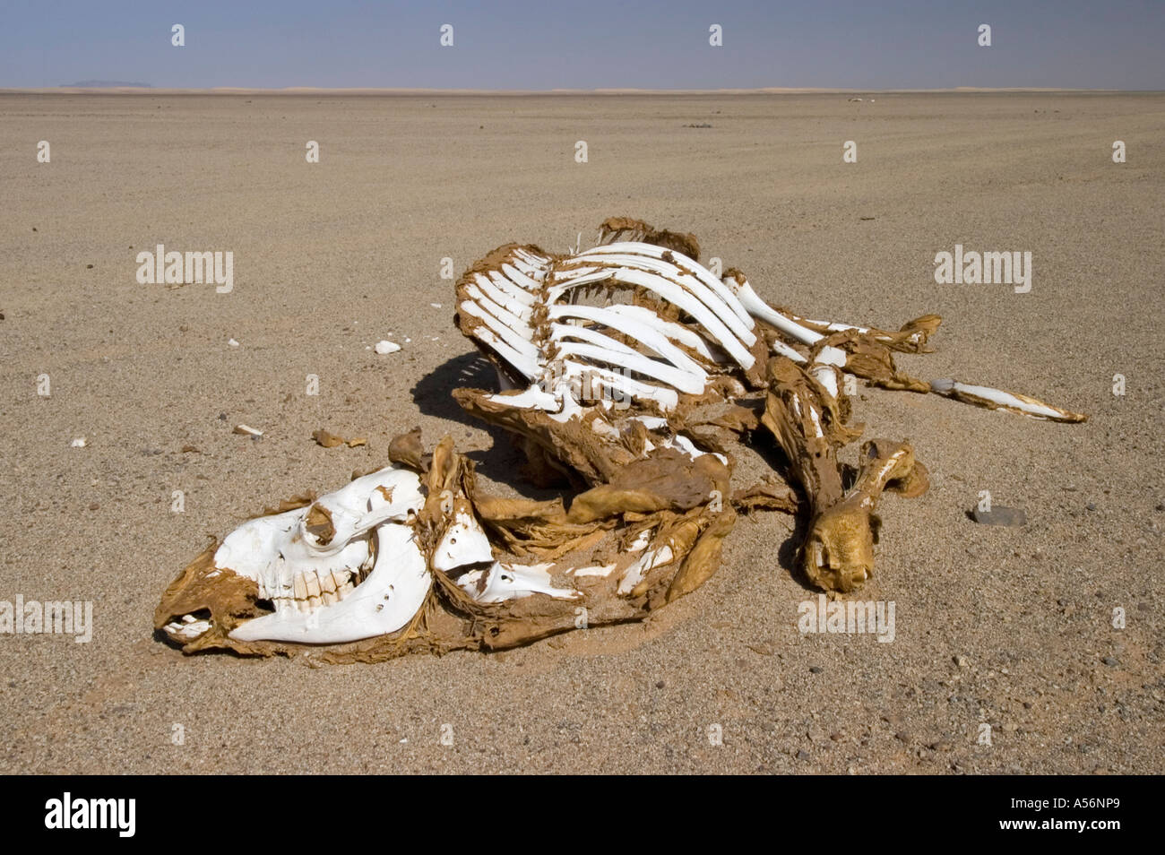 Morto il cammello nel deserto Foto Stock