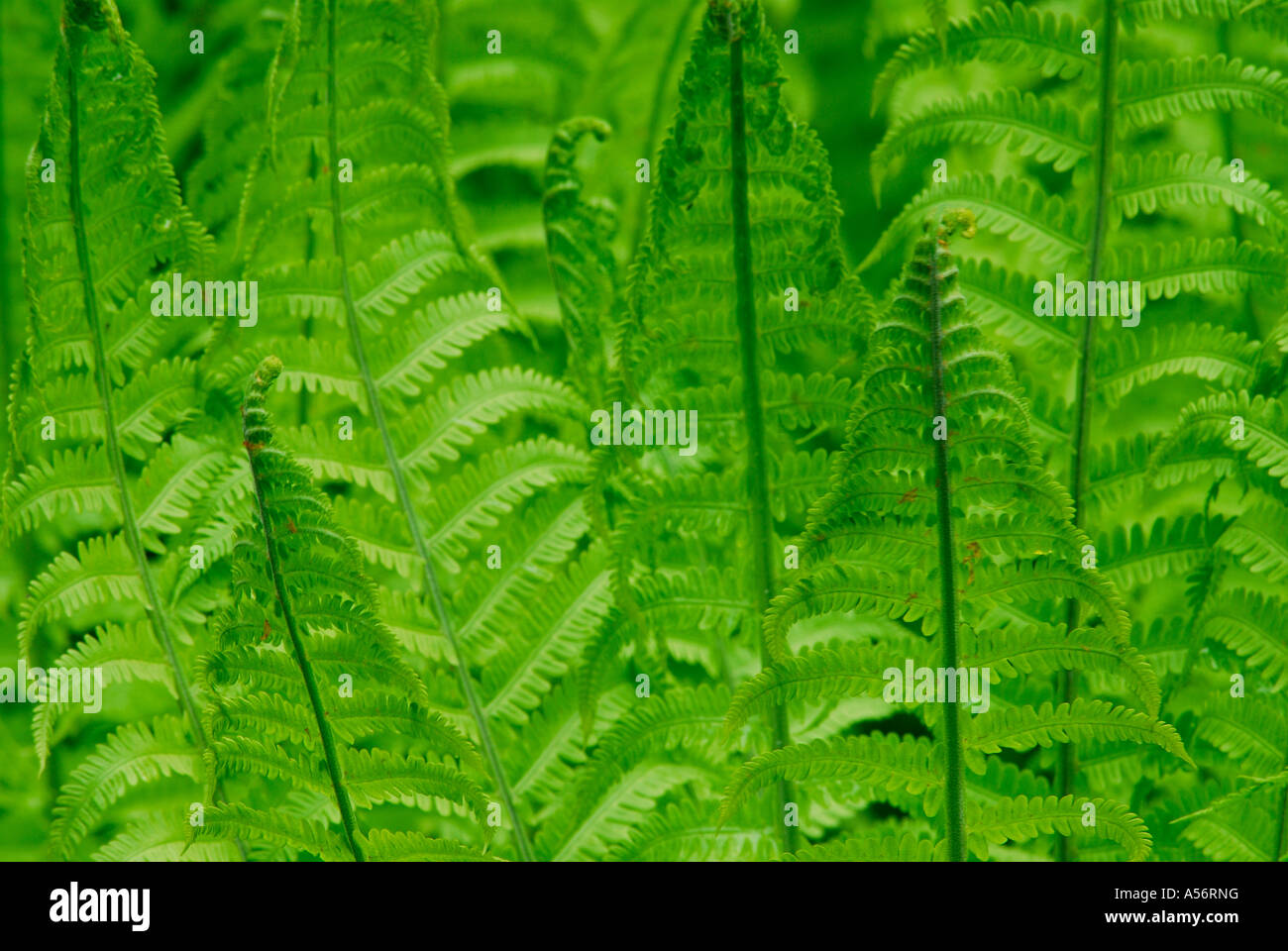 Rippenfarn Blechnum spicant Foto Stock