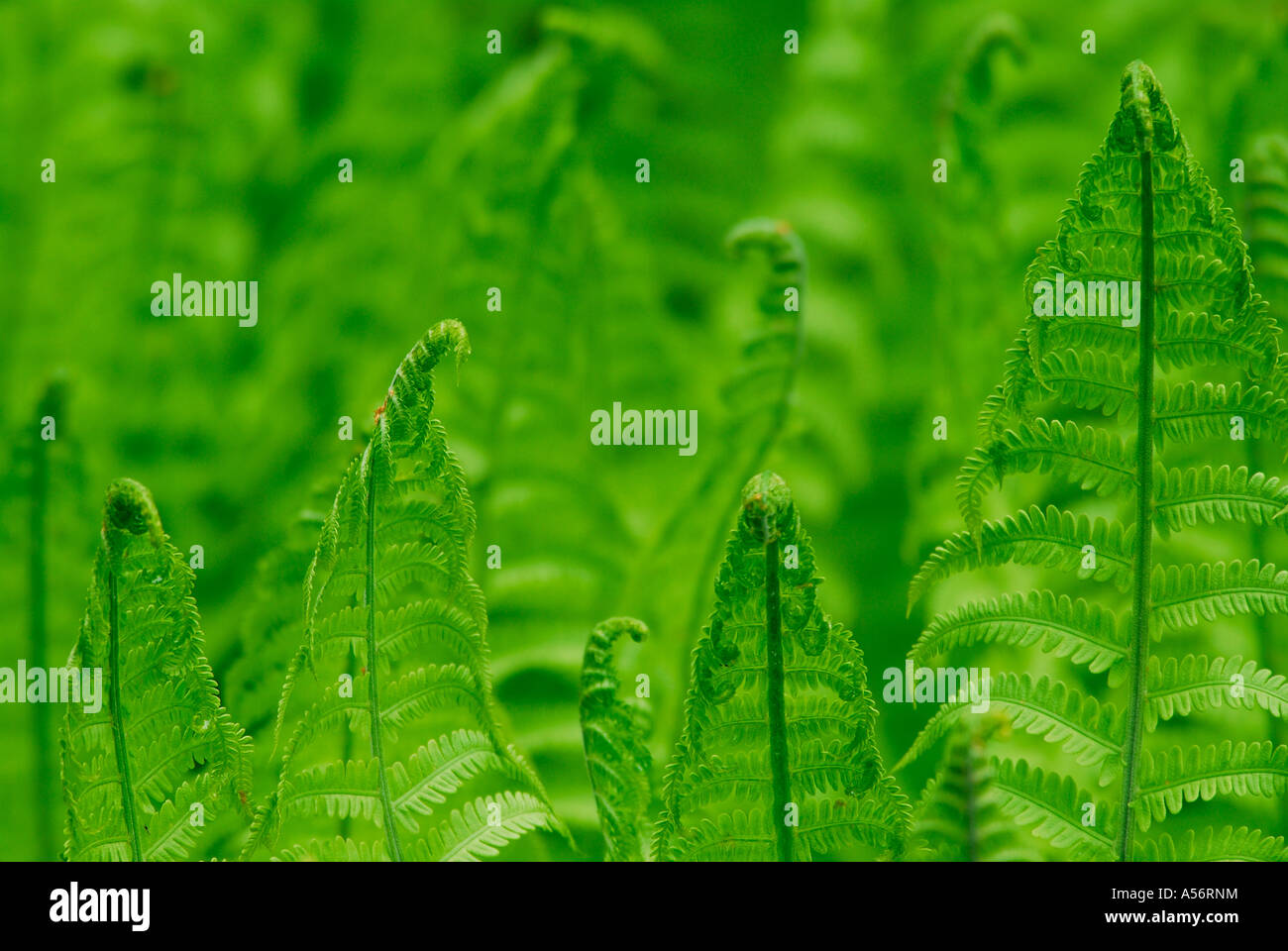 Rippenfarn Blechnum spicant Foto Stock