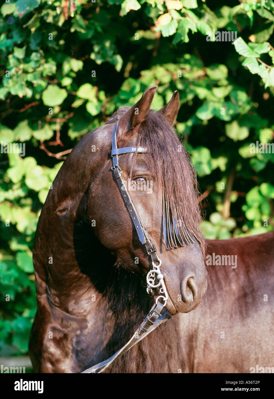 Friese friesenpferd il frisone cavallo nero hengst 6 jaehrig Foto Stock