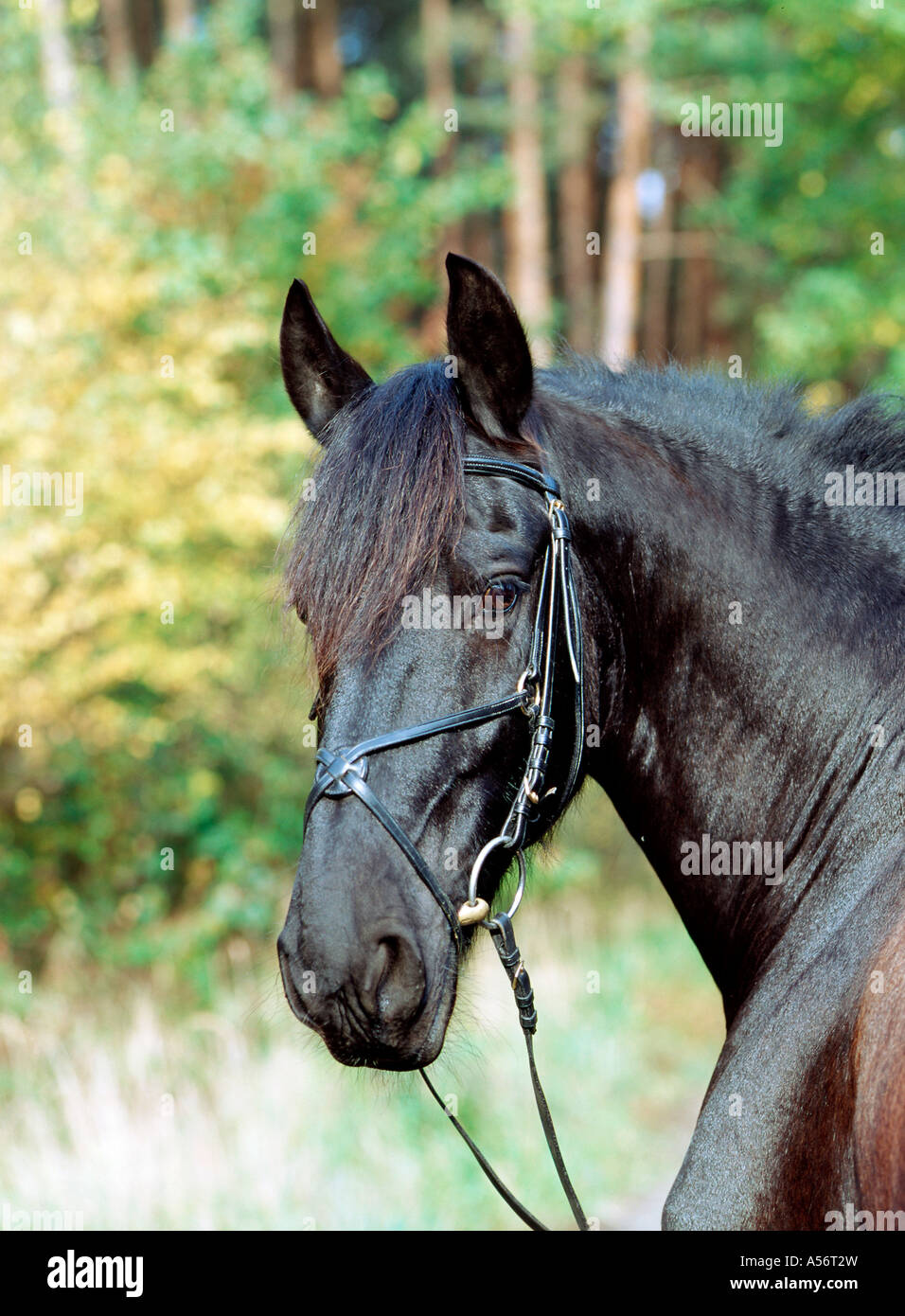 Friese friesenpferd il frisone cavallo nero hengst 6 jaehrig Foto Stock