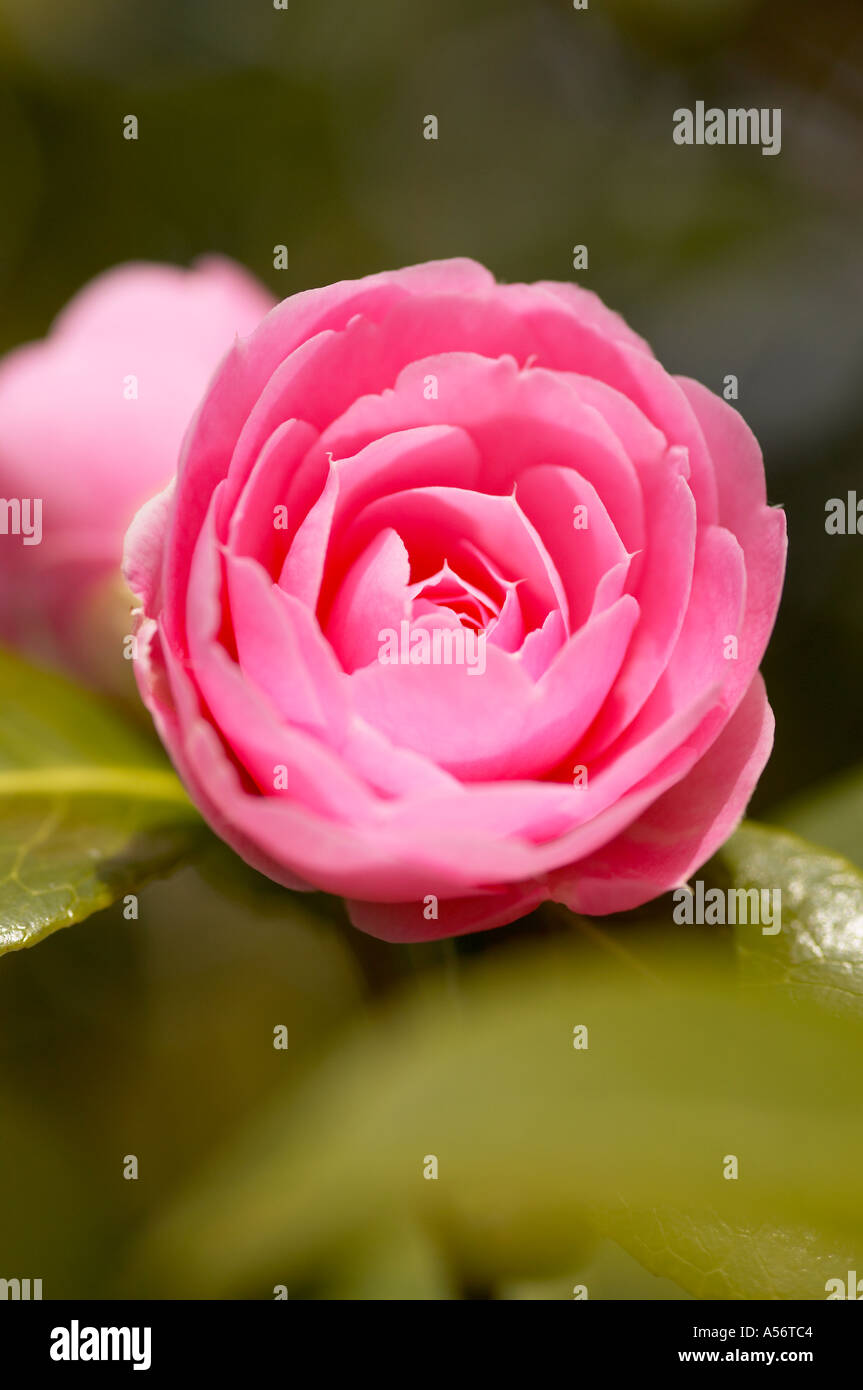 Camelia williamsii X E G Waterhouse in fiore Foto Stock